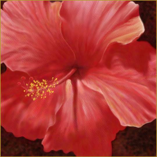 Hibiscus